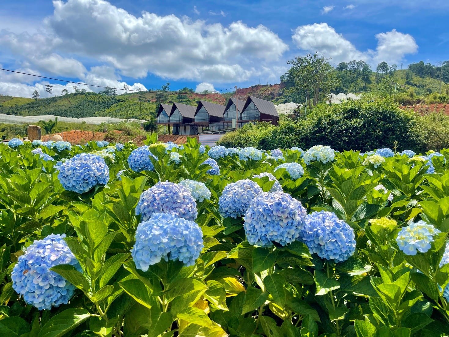 Sài Gòn ⇔ Đà Lạt